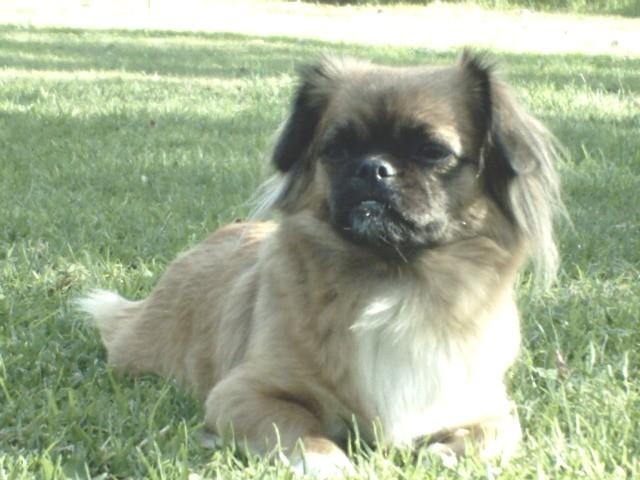Disappearance alert Dog  Female , 2026 years Durango Mexico