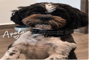 Disappearance alert Dog  Male , 2026 years Mitras Poniente Mexico