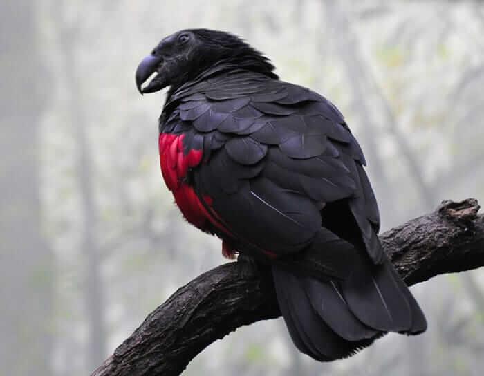 Alerta de Hallazgo Pájaro Hembra Venustiano Carranza México